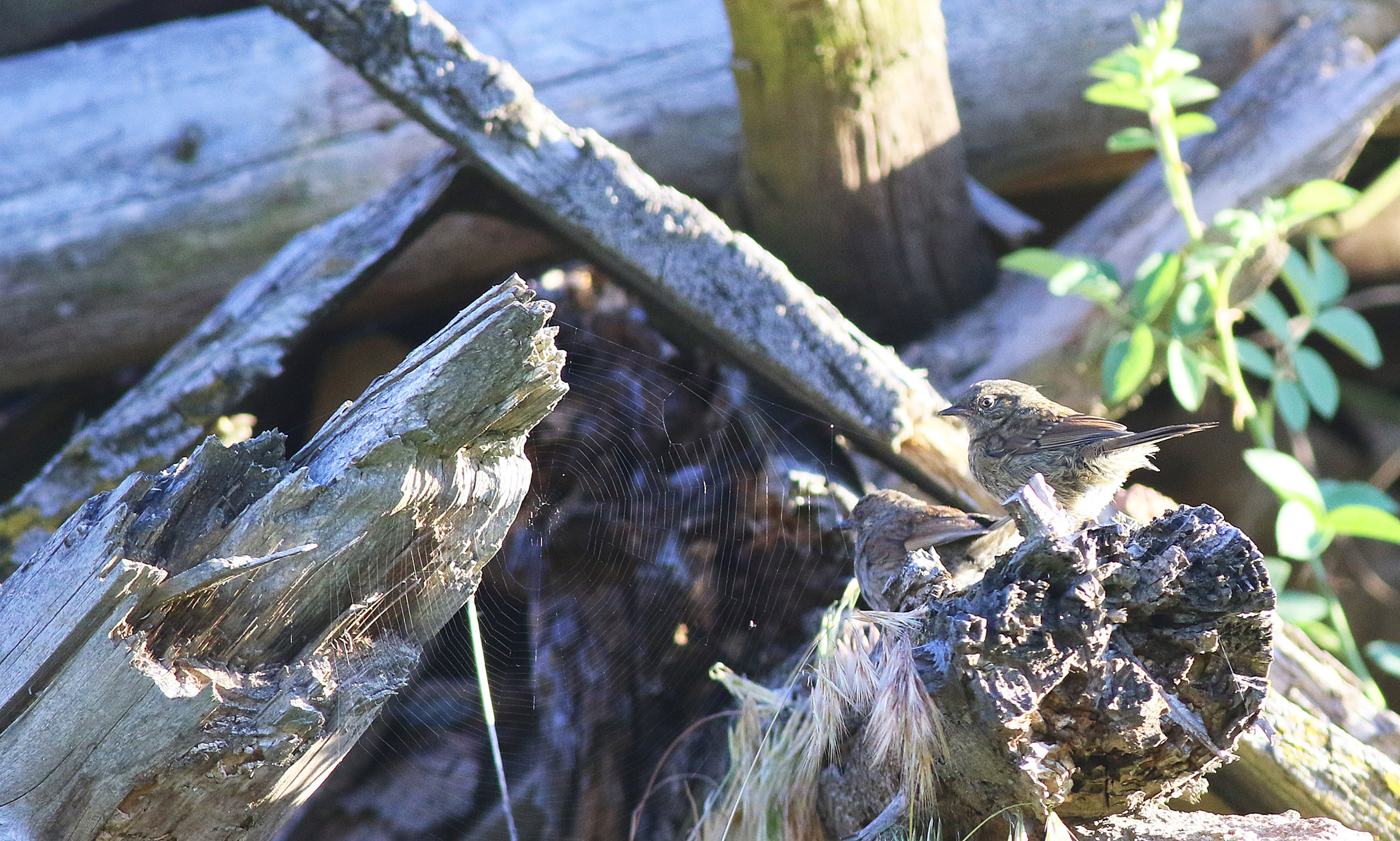 Dunnock